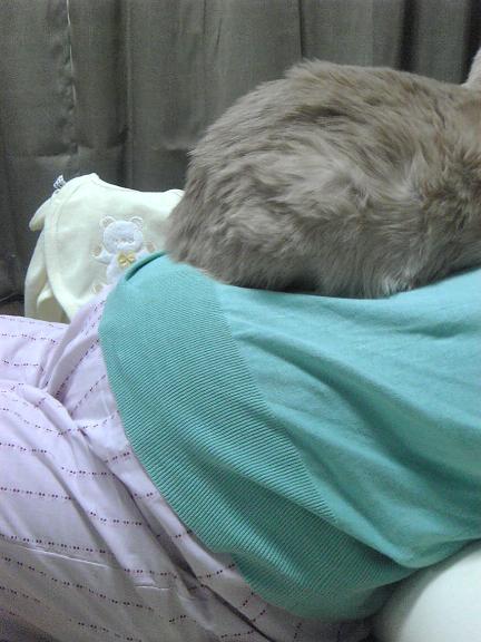 猫天下崩壊３０日前 その２