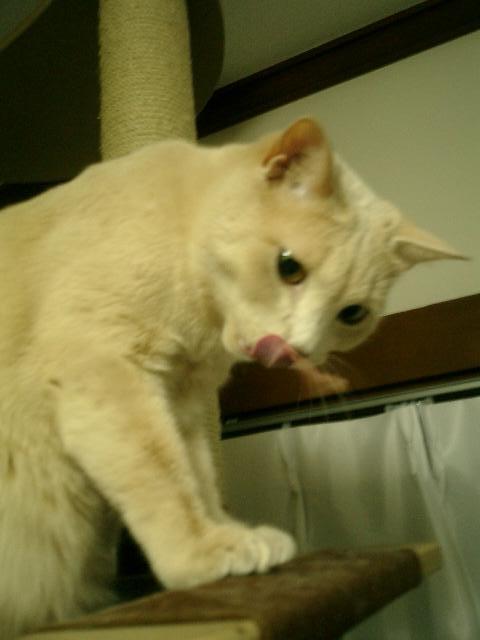 06/04/11 しんちゃんと洟（はな）