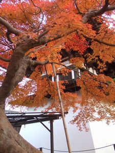 新薬師寺