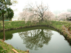浅井の1本桜