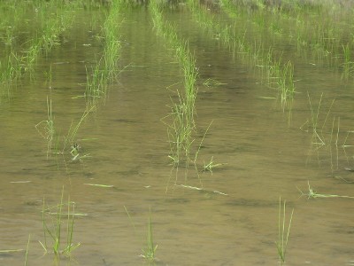 田植え　５月下旬