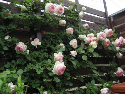 pierre de ronsard【2】
