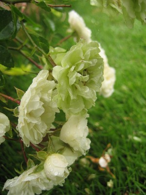 greenice