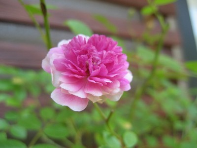 sweet chariot【3】