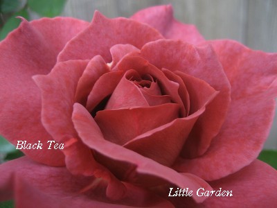 black tea【2】