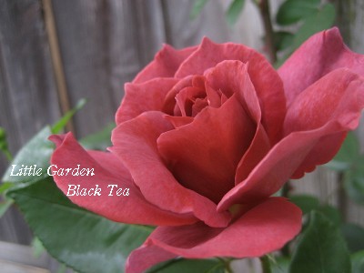 black tea【3】