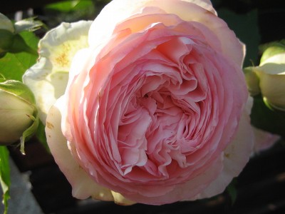 pierre de ronsard【2】