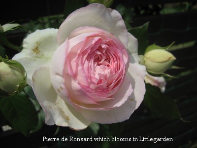 pierre de ronsard【3】