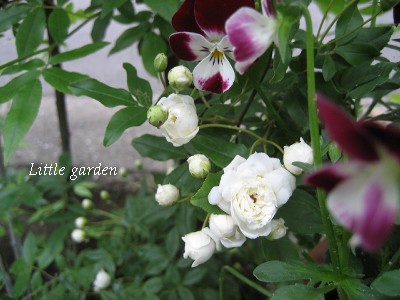 【Rosa banksiae banksiae】