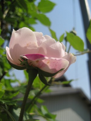 マダムピエールオジェ　後ろ姿