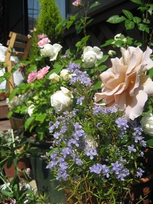 鉢植えコーナーの薔薇達