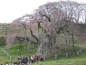 三春の滝桜