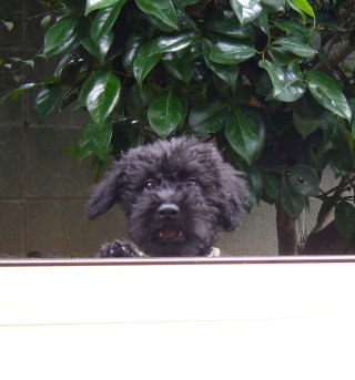 cookie0606bb.jpg