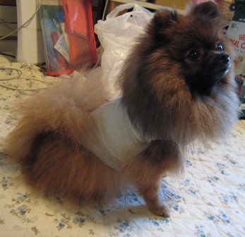 お洋服みたいでしょ～