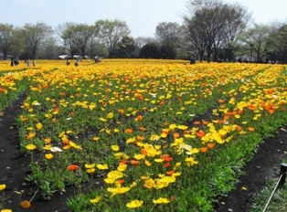 満開まじかのポピー