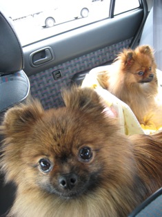 車の中で落ち着かない二人です