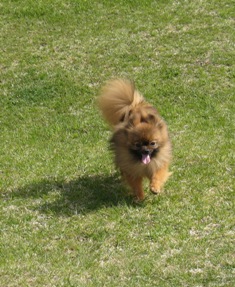 くるみ、走ってます！