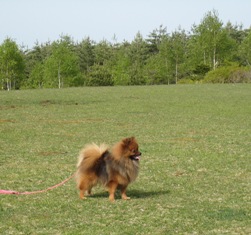 富士山を見ている「のの」です。じ～