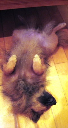 「のの」へそてんちゅう～