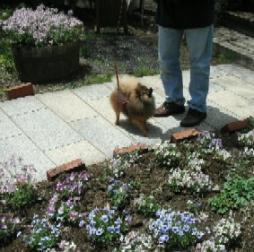 お花畑がたくさんあるね