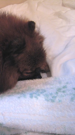 「くるみ」もぐっすり～