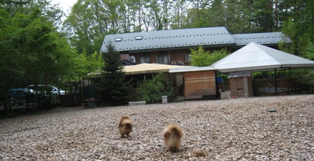 モンターニャの広いドックラン