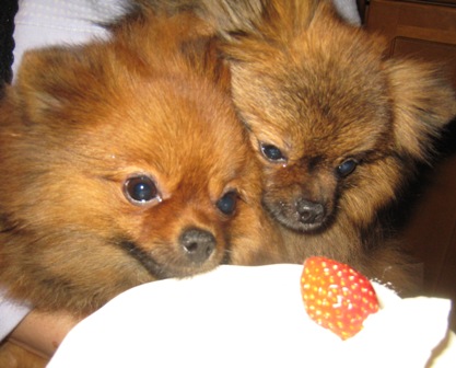 くるみの誕生日、４才になりました！