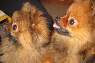 もっとケーキほしい～