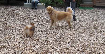 大きくて優しいニコルちゃんです。