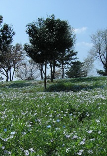 ネモフィラの丘