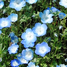 ネモフィラインシグニスブルー