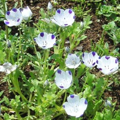 ネモフィライマクラータ