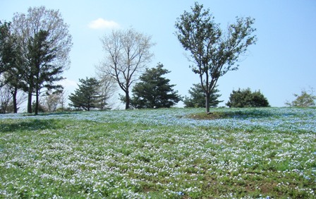 ネモフィラの丘