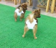 いわかんが・・・