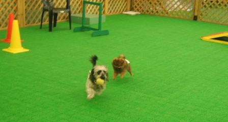 ここちゃん！まって～