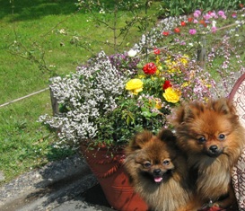 きれいなおはな！