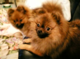 ののってば、おちつかないんだから・・・（byくるみ）