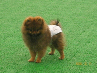 「のの」は始めてのドックランでした。