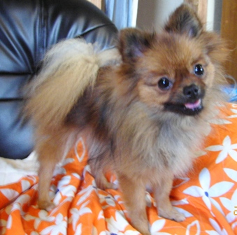 「のの」はねこ？