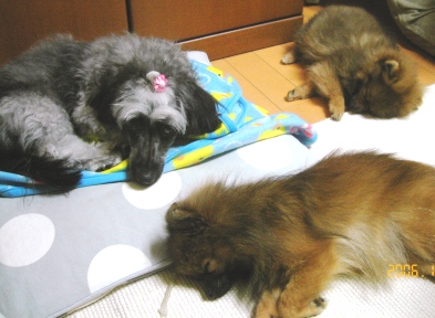 ねむ~(寝てる時が一番可愛いってどうなの?)