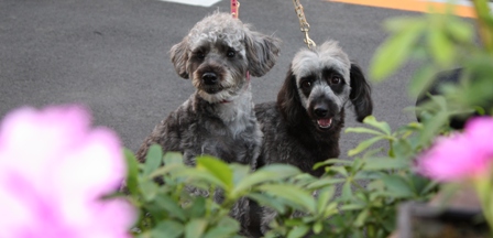 ココ＆ナッツです！