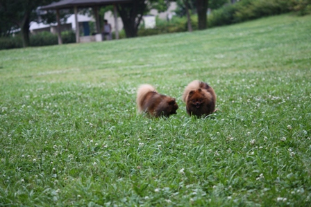 広い緑の絨毯気持ちいいね～♪