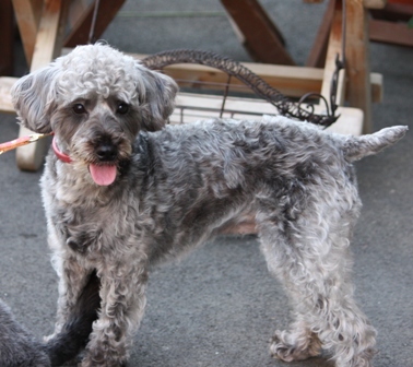 はじめまして、シュナプーのナッツです～