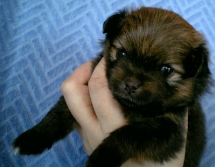 しゅざいですかぁ?