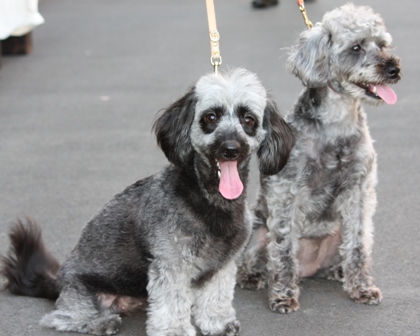 あじさいはもうたべましぇ～ん