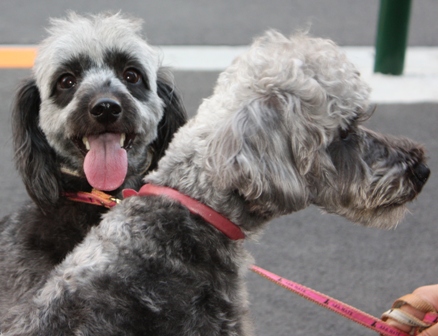 久しぶりのココちゃんです！