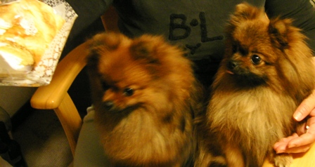 けーき！けーき！！