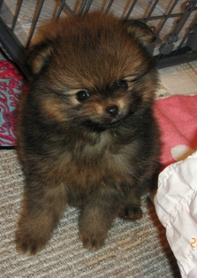 ルイ君、生後４５日の時