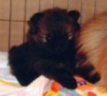 生まれたて、生後1ヶ月のくるみ