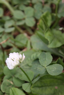 子供頃よく摘んで遊んでました。